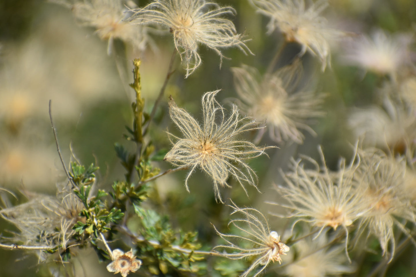Apache plume