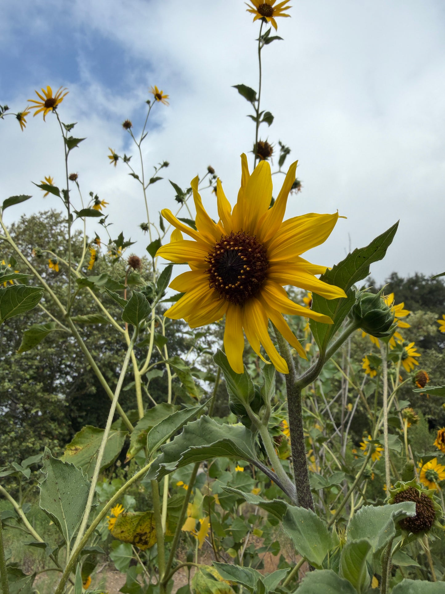 Giant sunflower