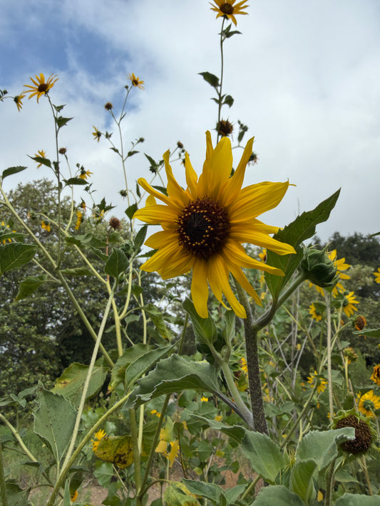 Giant sunflower