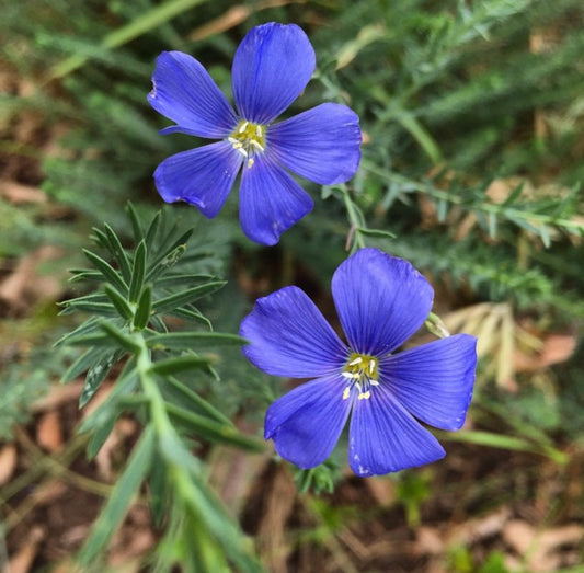 Blue flax