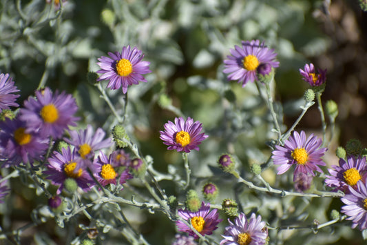 California aster
