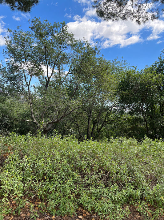 San Diego marsh-elder