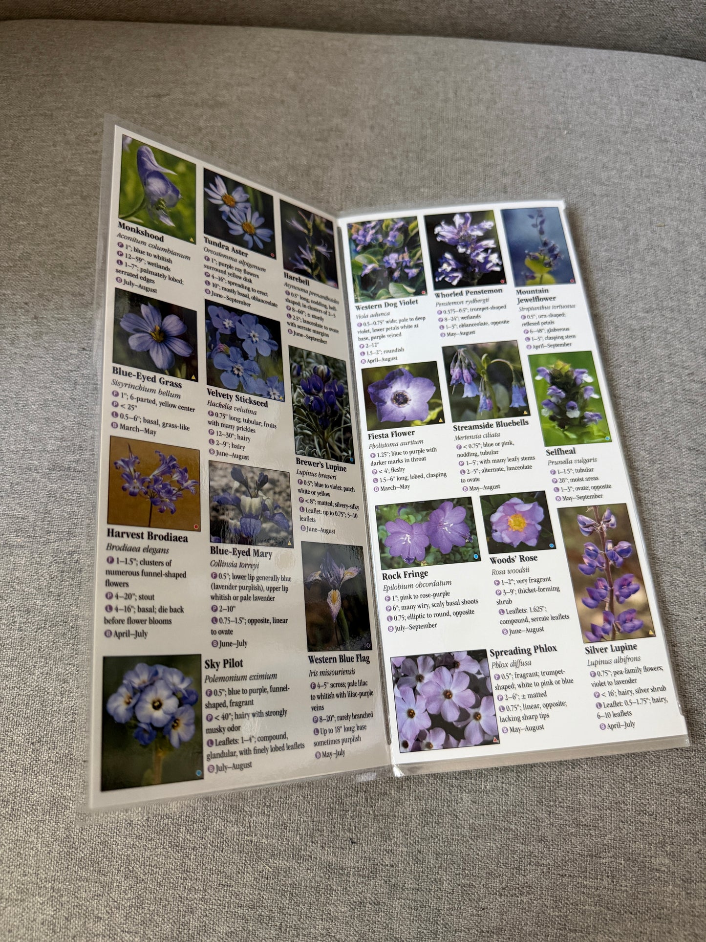 California wildflowers reference guide