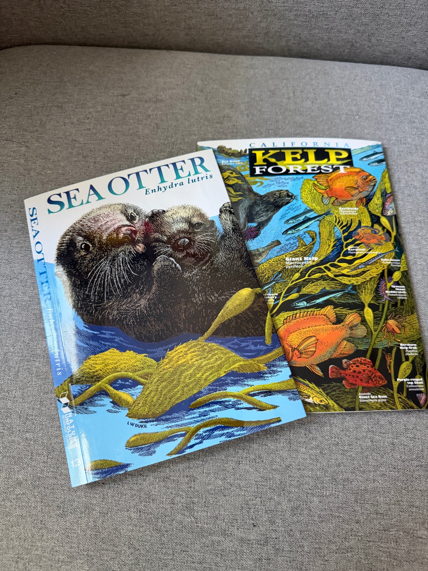 California kelp forest reference guides