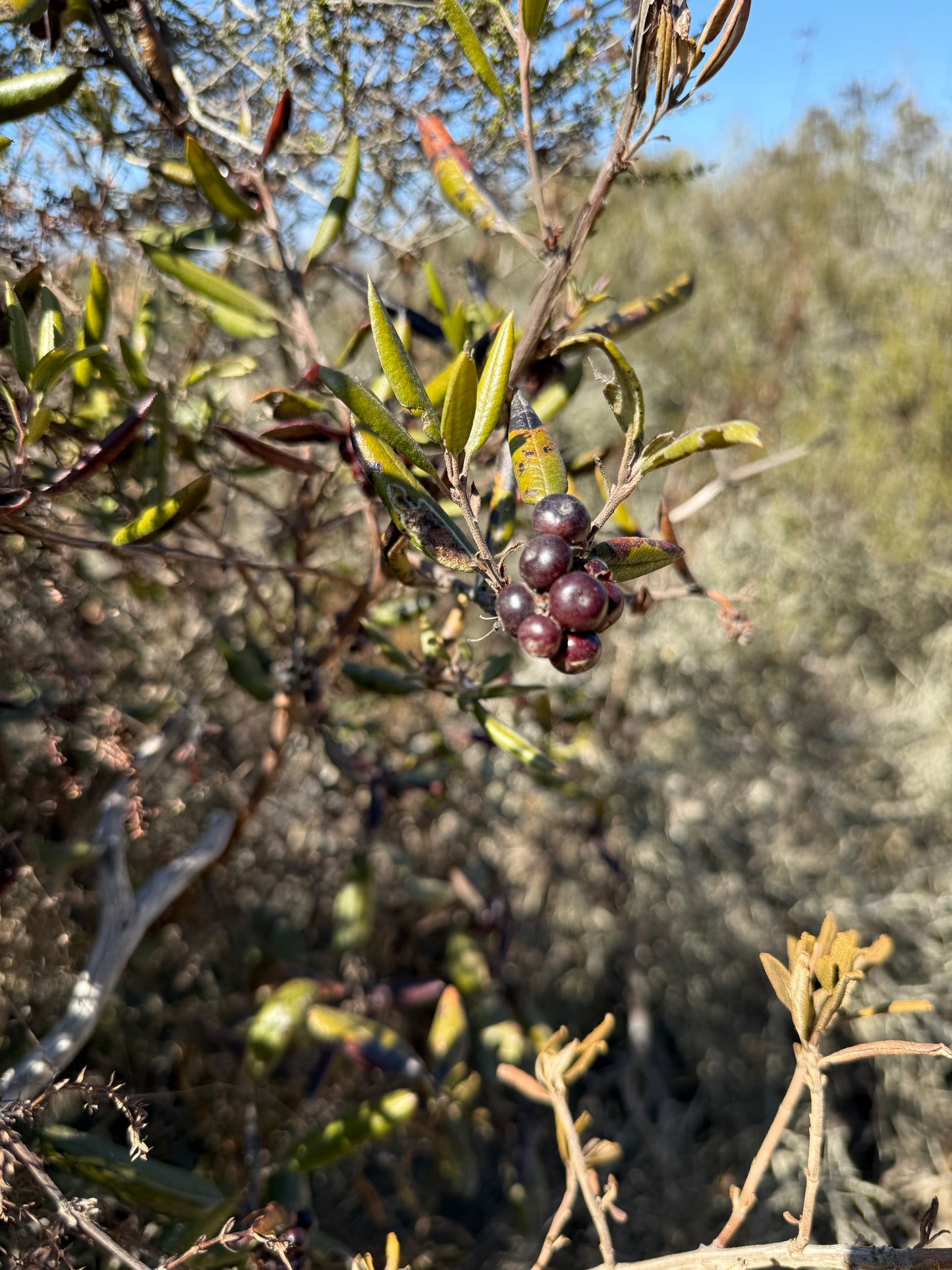 Mission manzanita