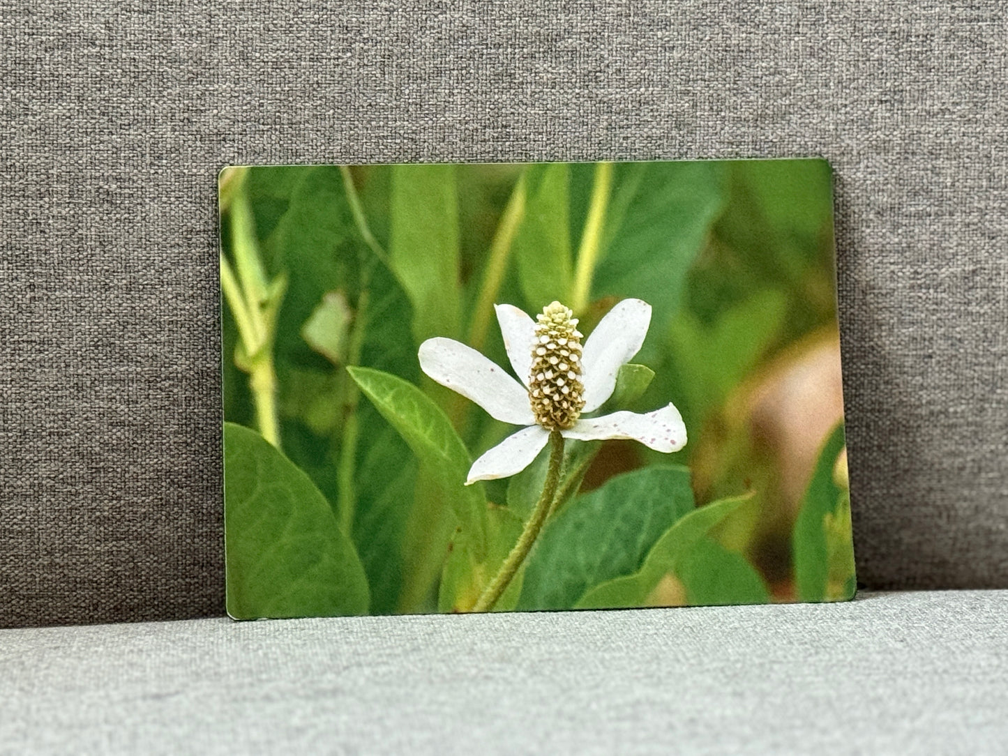 Magnet, Yerba Mansa.