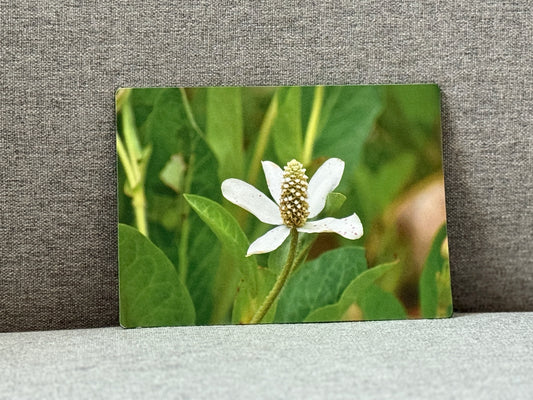 Magnet, Yerba Mansa.