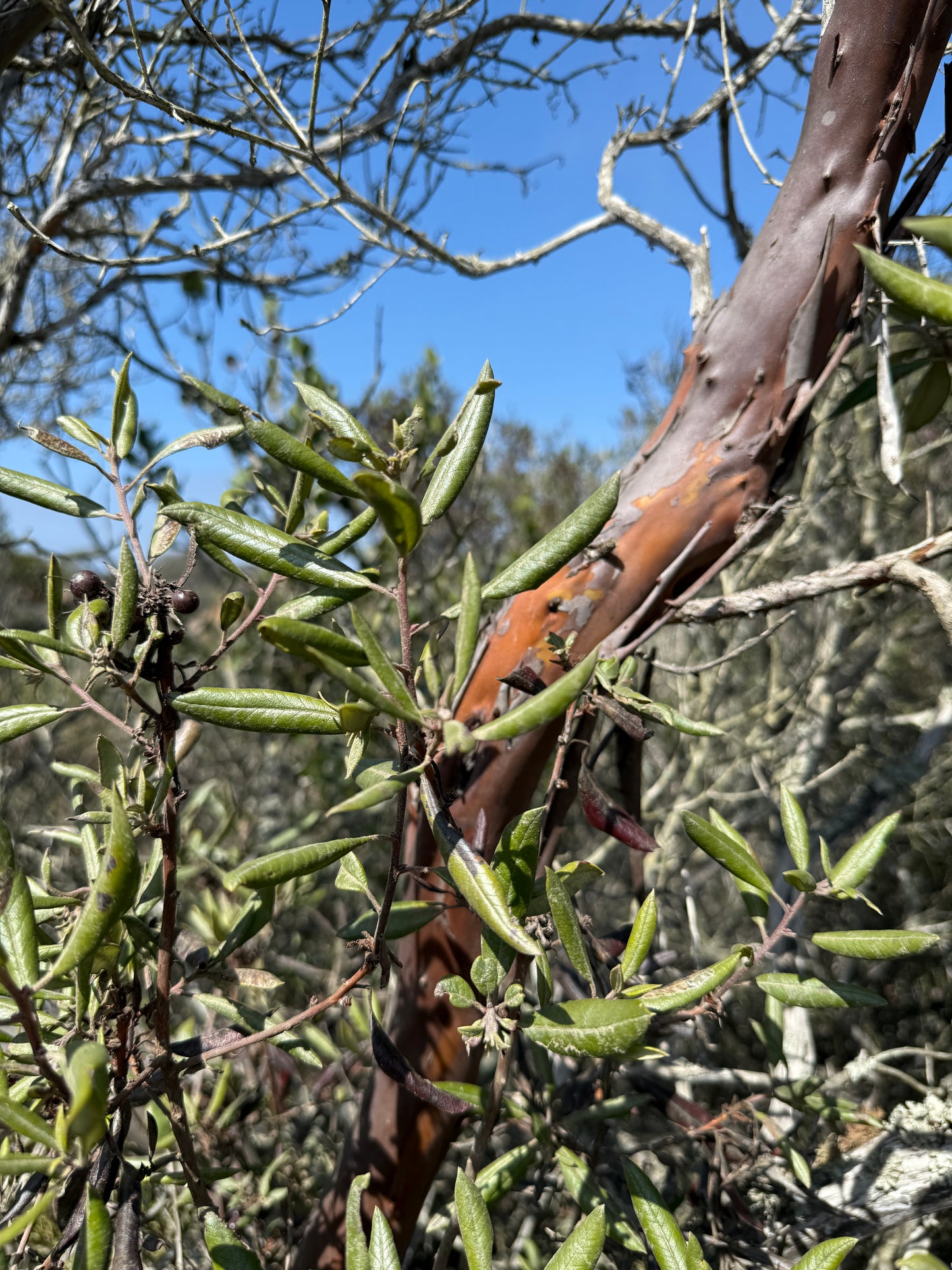 Mission manzanita