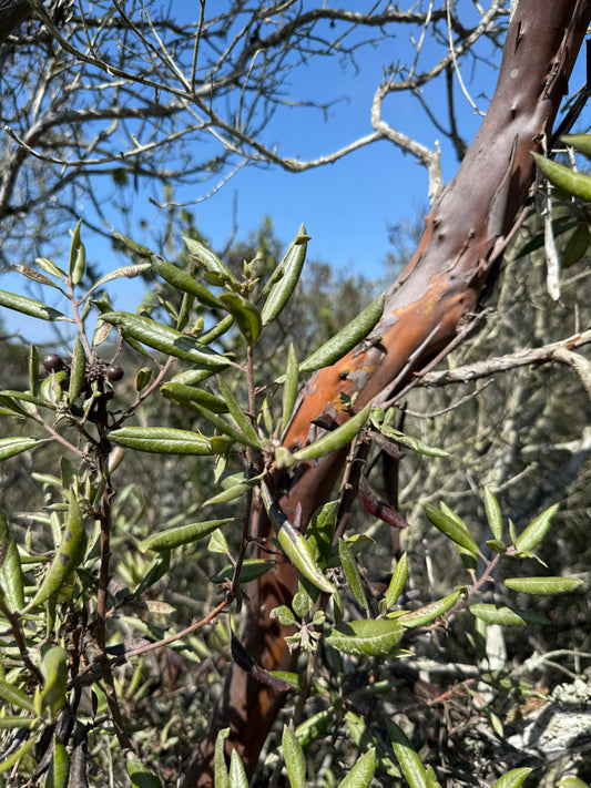 Mission manzanita