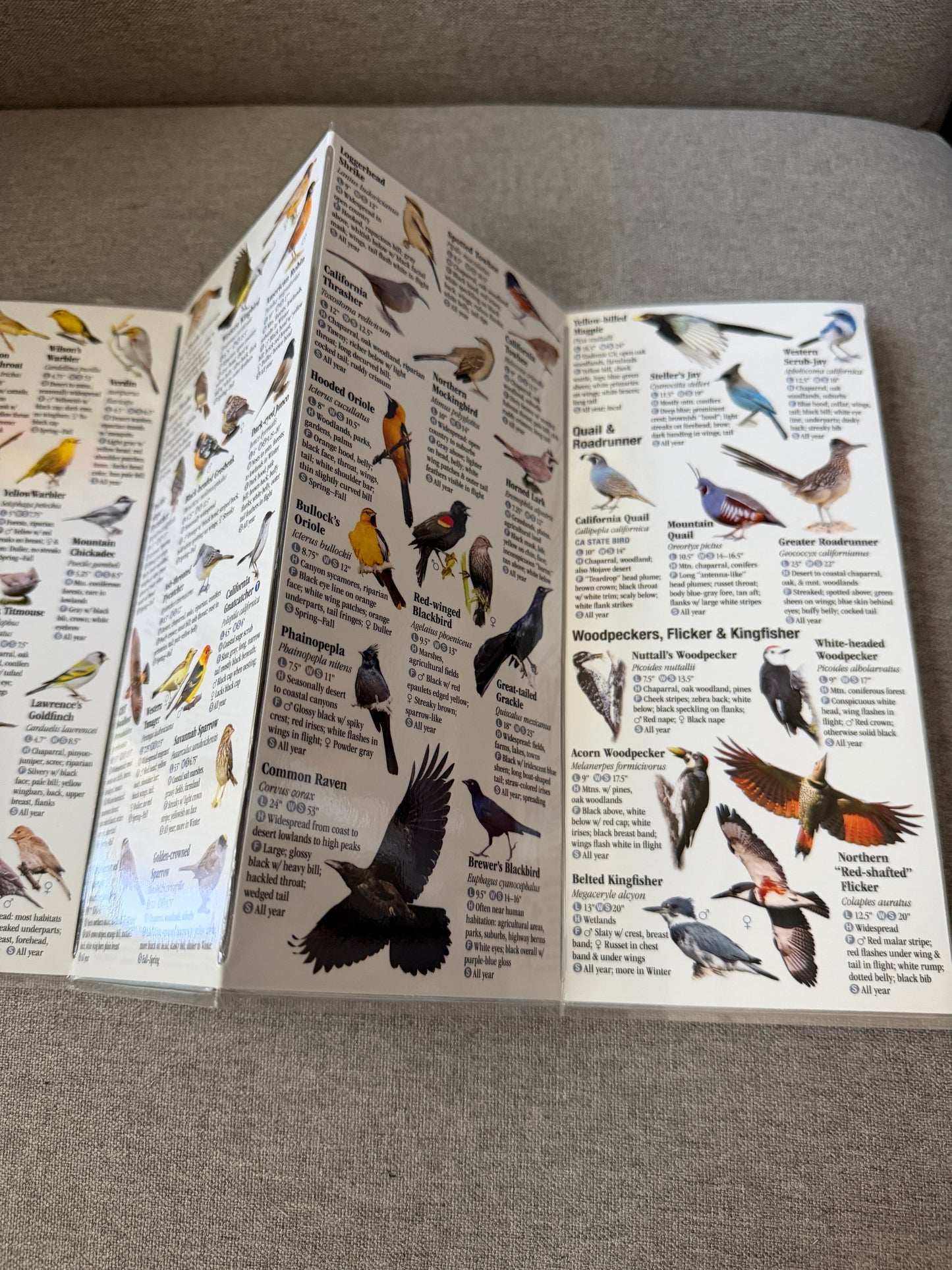 Southern California bird reference guide