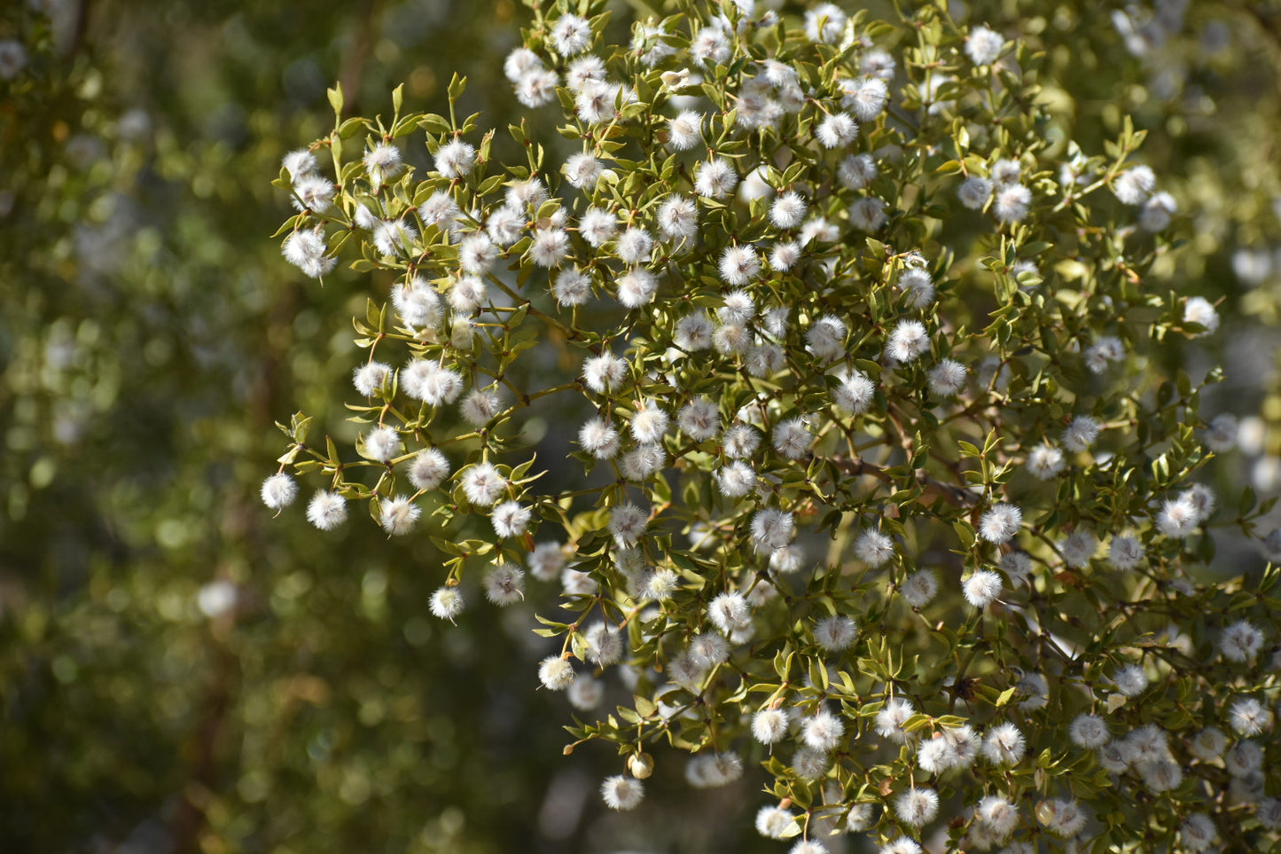 Creosote