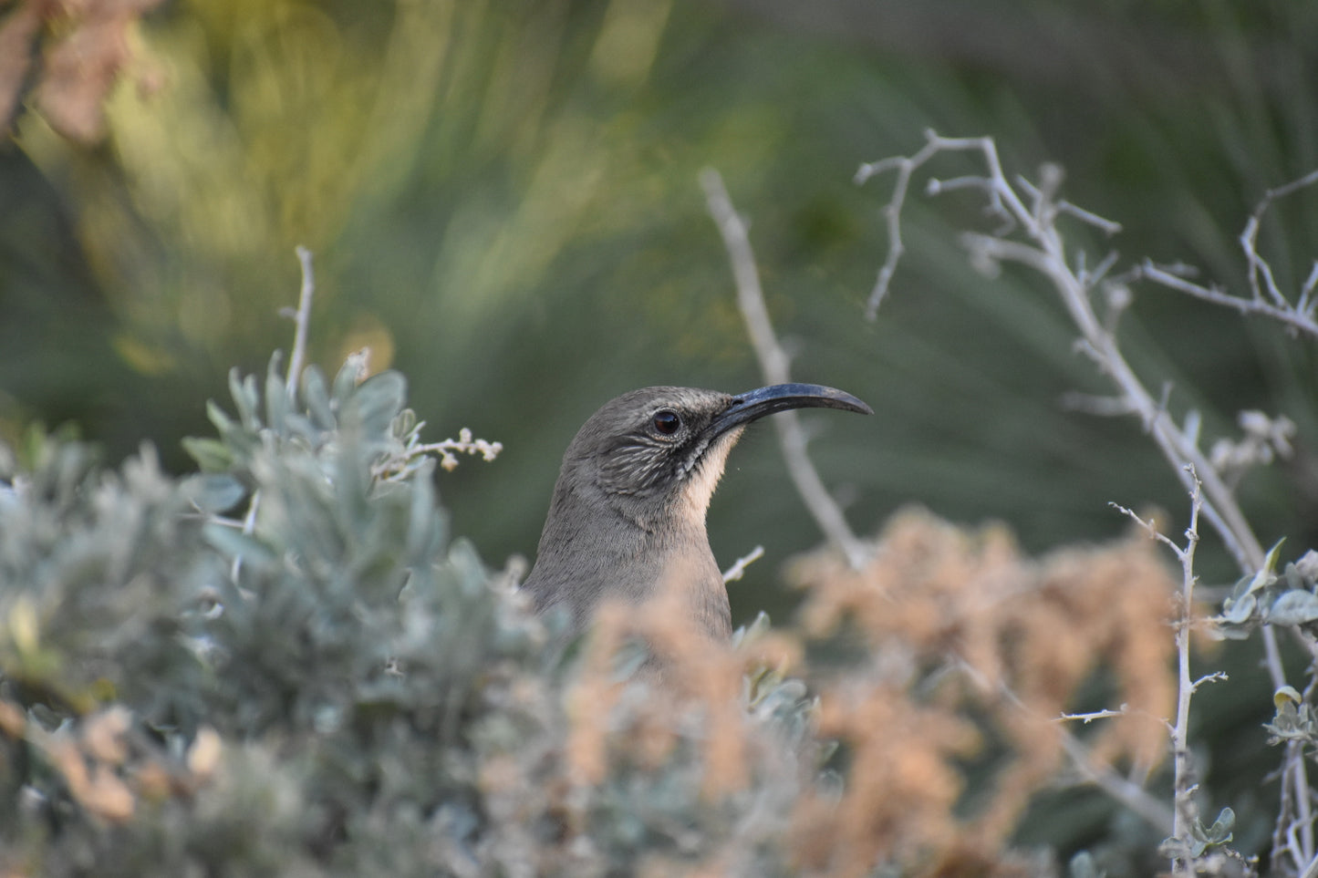 Quail bush