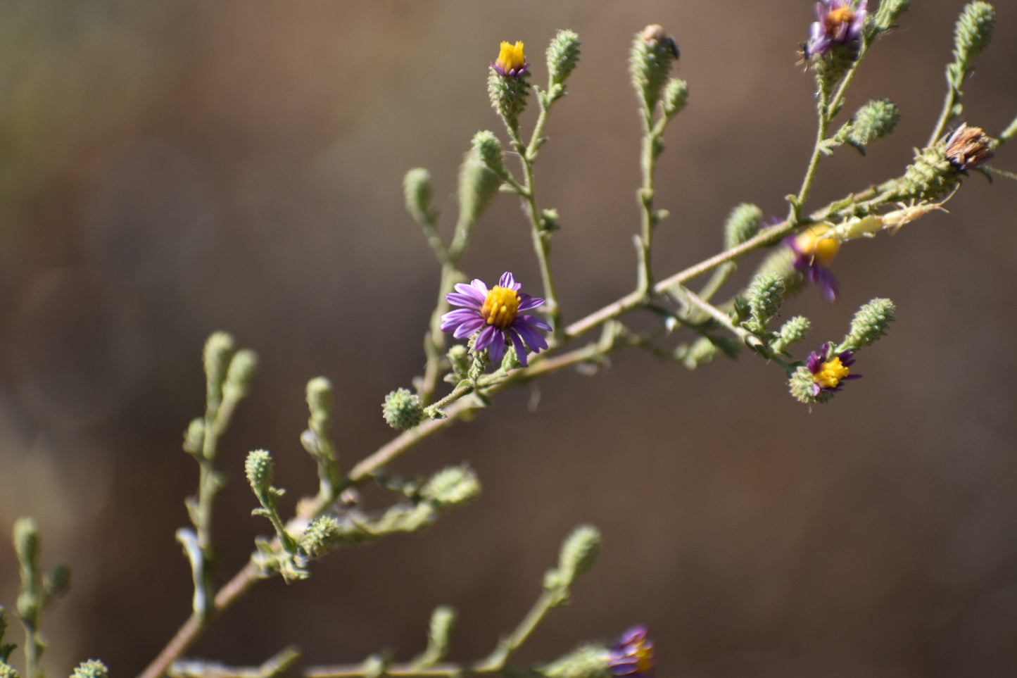 California aster
