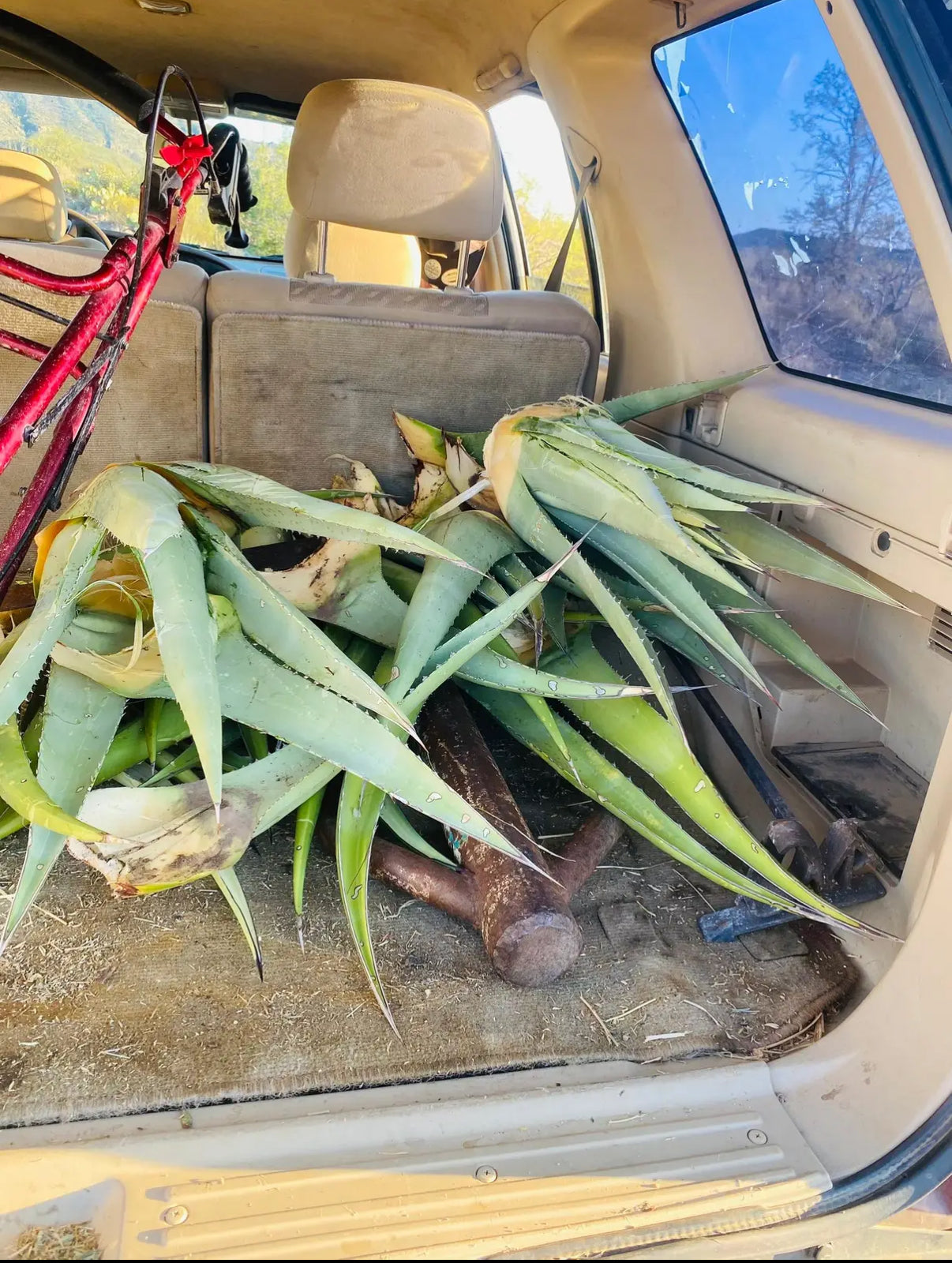 Desert agave sandals