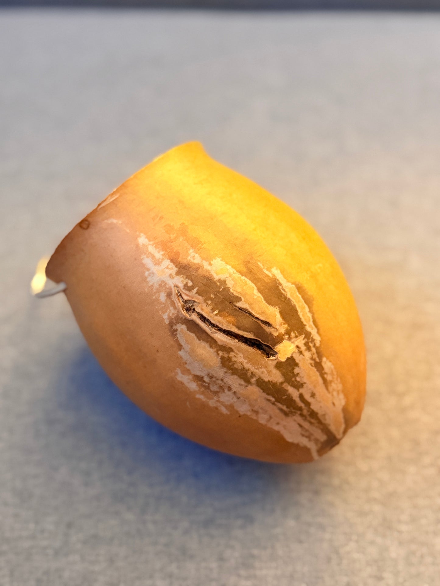Desert coyote gourd container from Baja California