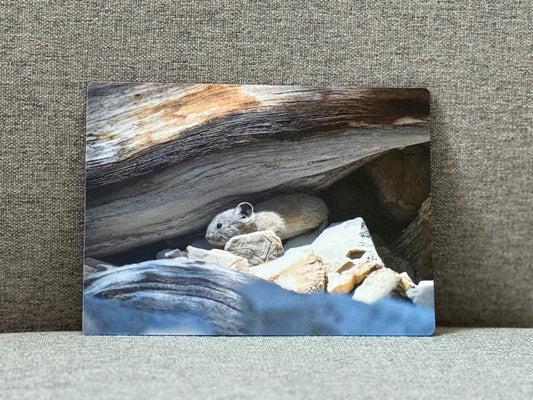 Magnet, North American Pika.