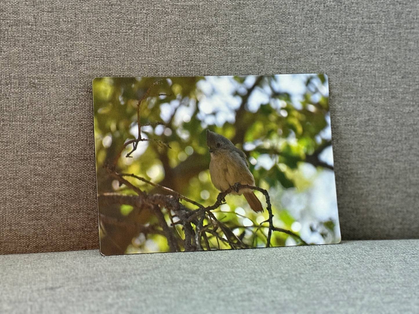 Magnet, oak titmouse.