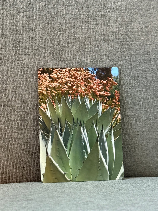 Magnet, desert Agave