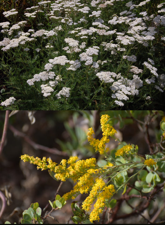 Ground cover mix goldenrod and yarrow
