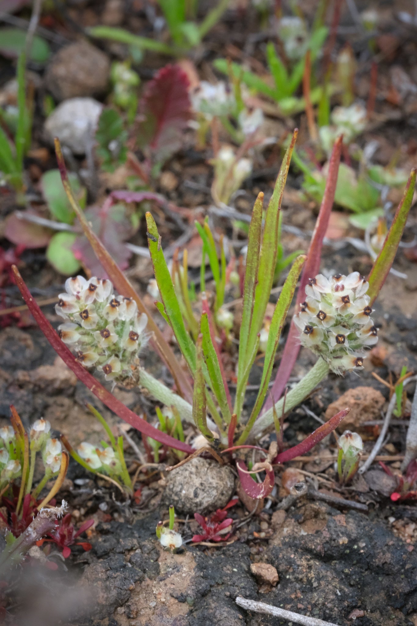 Dot seed plantain