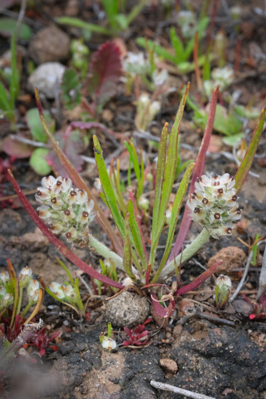 Dot seed plantain
