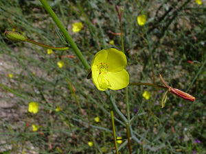 California suncup