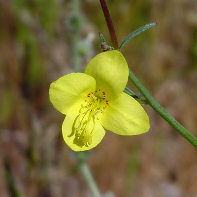 California suncup