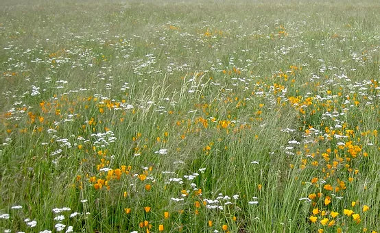 California grass meadow mix