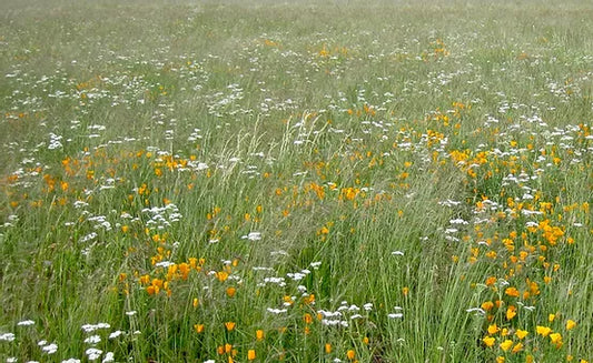 California grass meadow mix