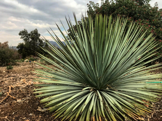 Chaparral yucca