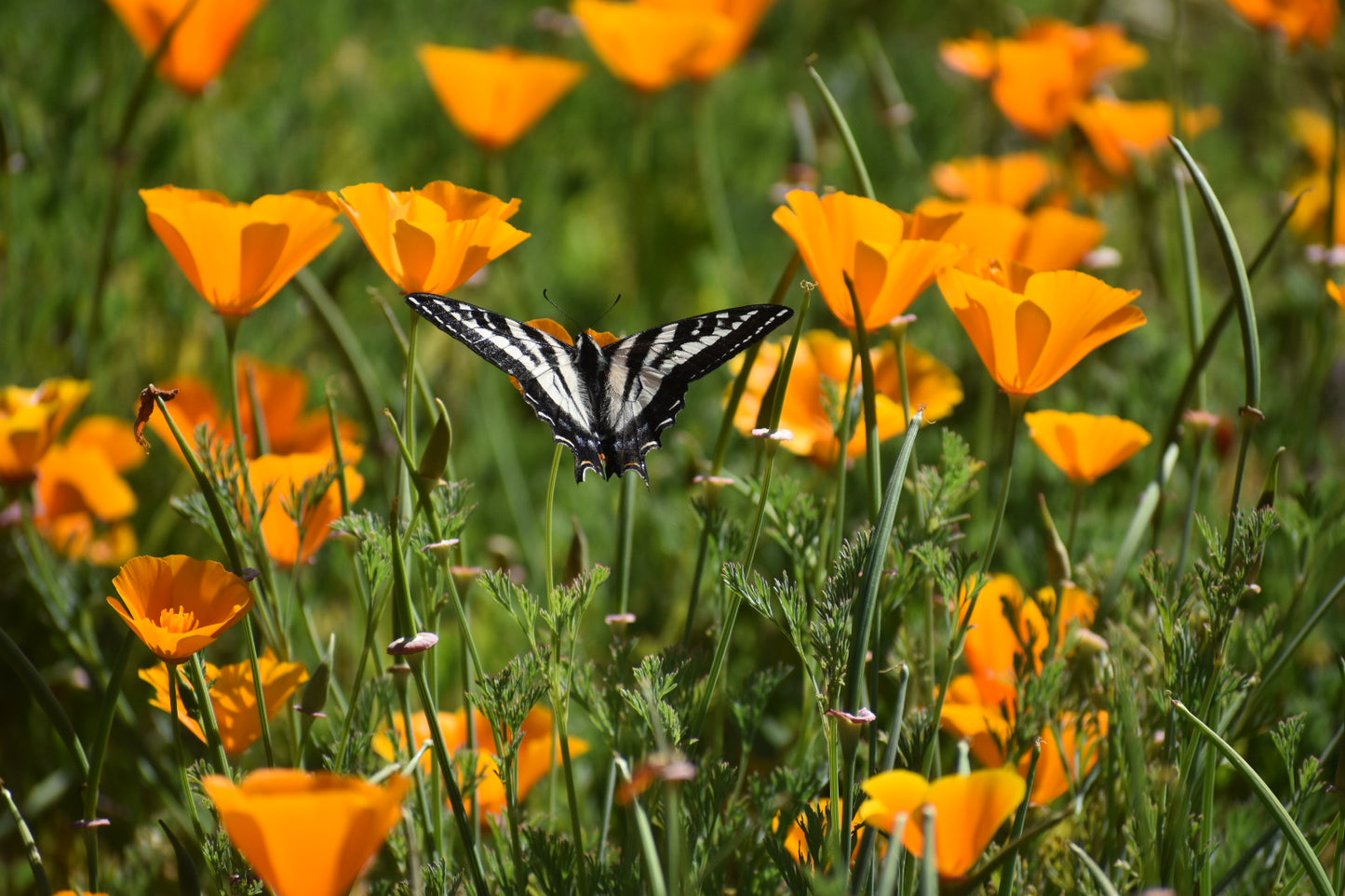 California poppy