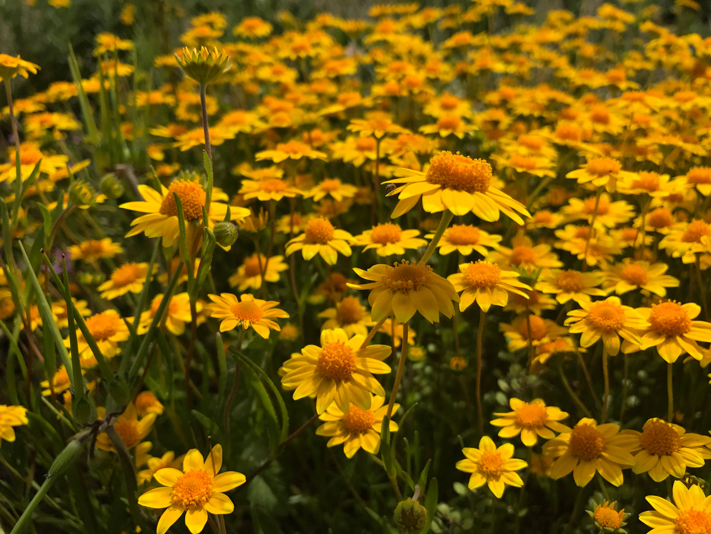 California Goldfields