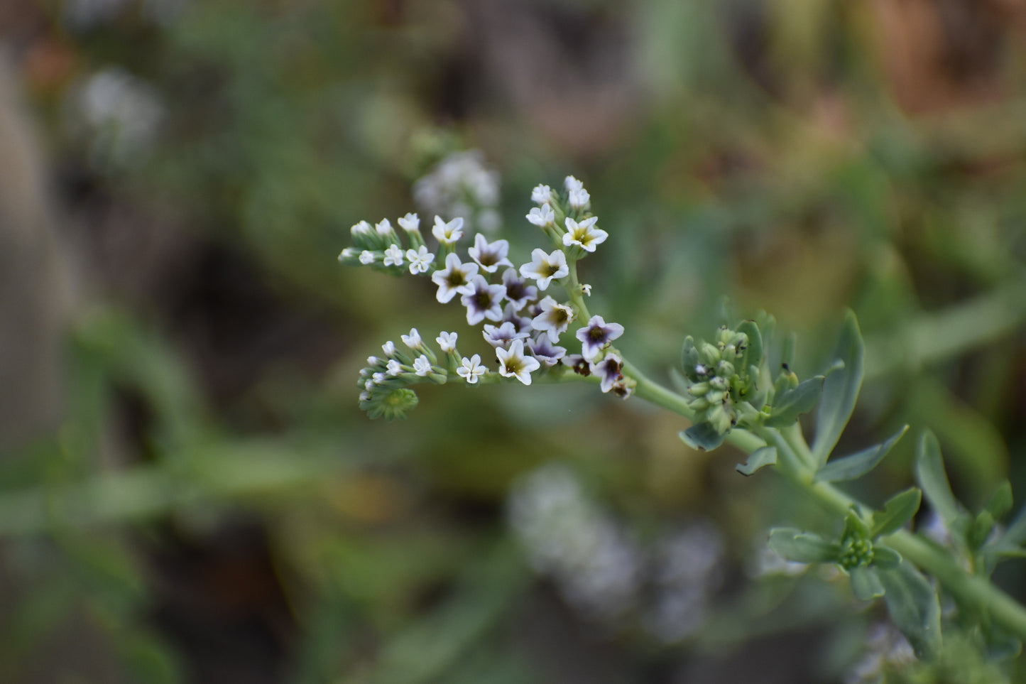 Salt heliotrope