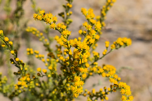 California Goldenrod