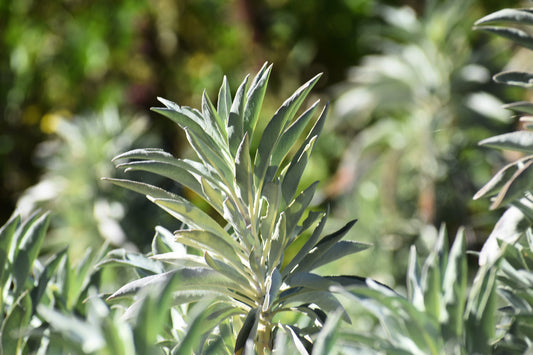 White sage