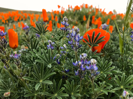 California poppy and Arroyo lupine mix