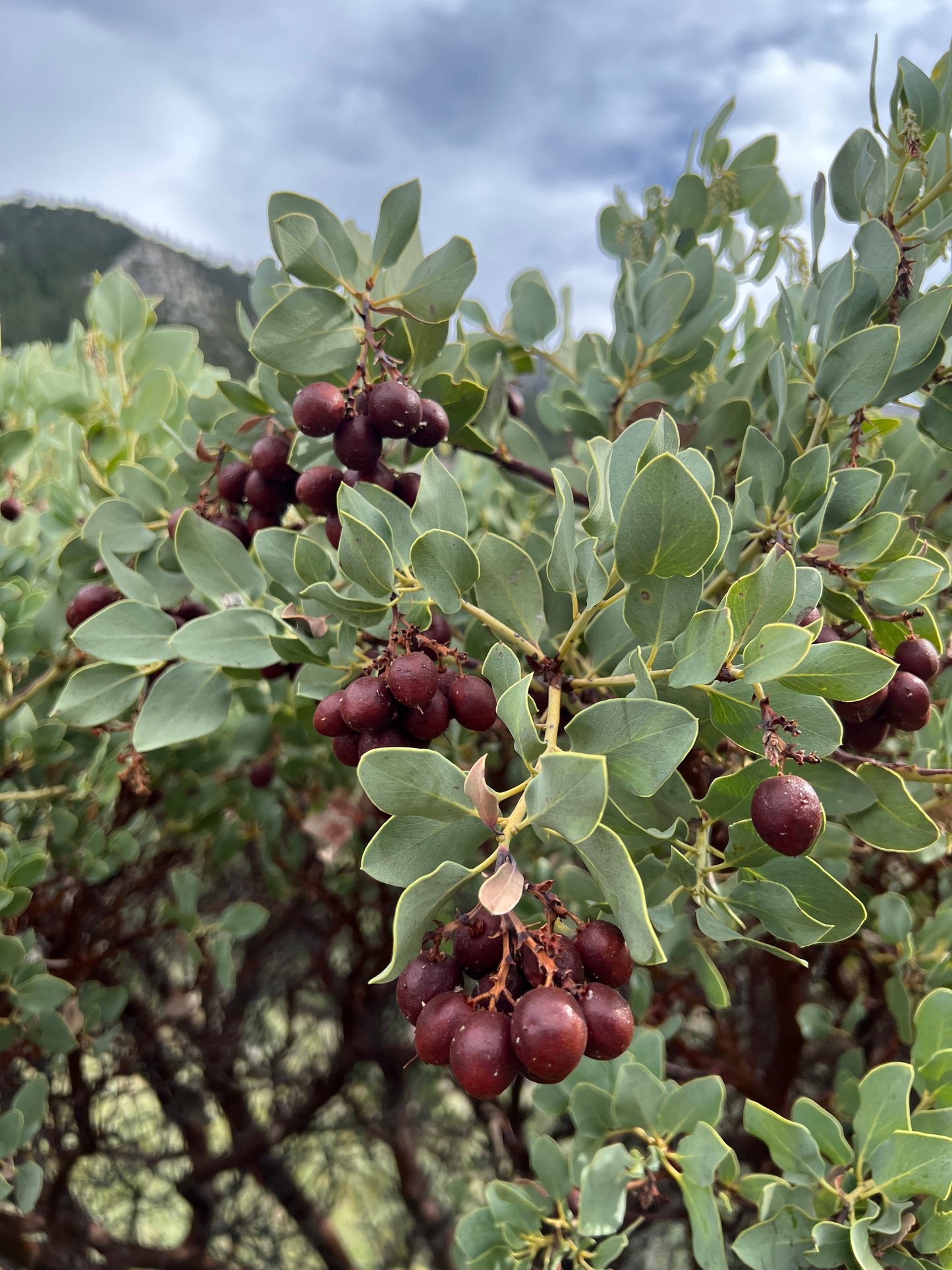 Big berry Manzanita