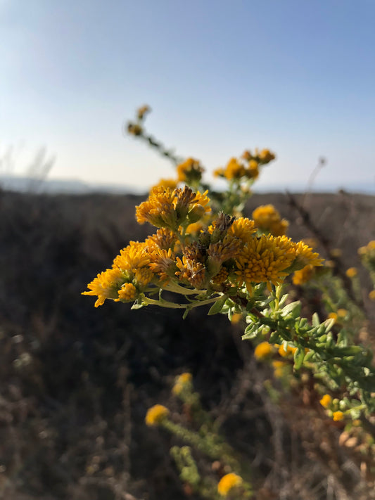 Coastal Goldenbush
