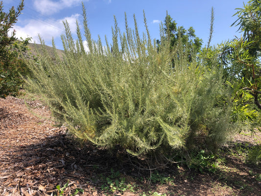 Coastal sagebrush