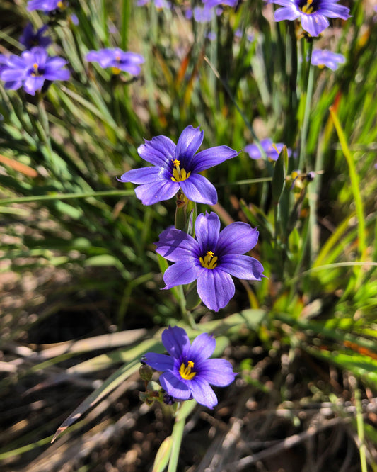 Blue eyed grass